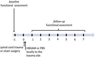 Heparin-Binding Growth-Associated Molecule (Pleiotrophin) Affects Sensory Signaling and Selected Motor Functions in Mouse Model of Anatomically Incomplete Cervical Spinal Cord Injury
